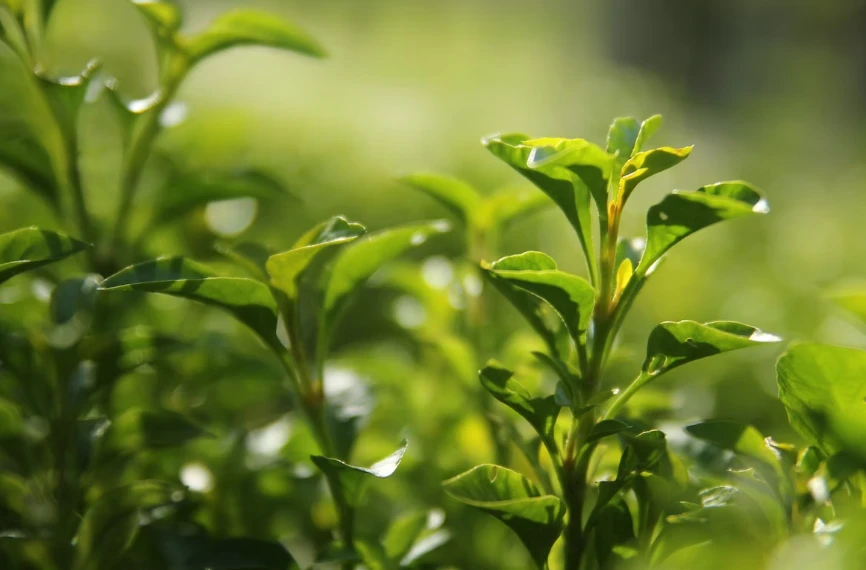 Shop Vine Tea. Dihydromyricetin-Detailed Image 2