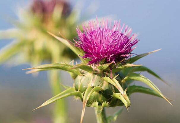 Shop Silybin Milk Thistle Extract-Detailed Image 2