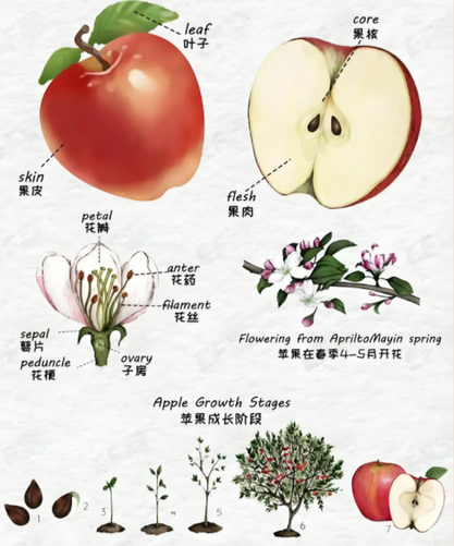 info-529-635 info-529-635