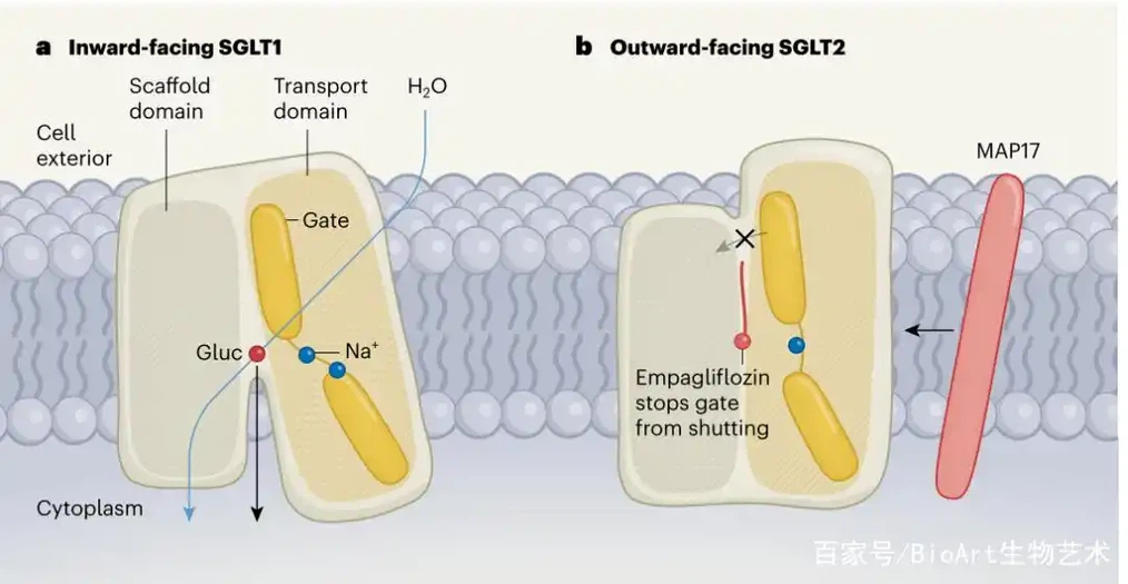 SGLT12 SGLT12