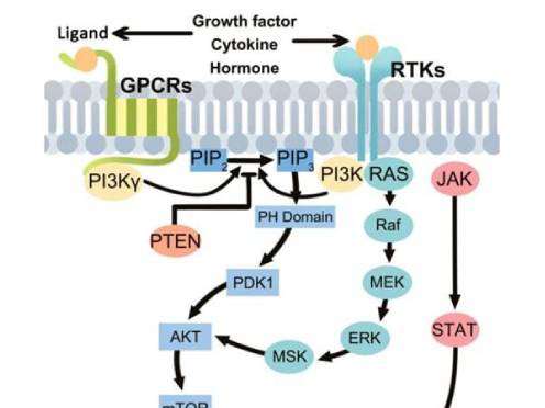 2P13K-496-372 2P13K-496-372