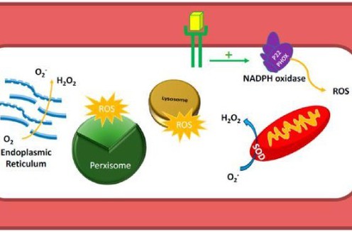 SOD ROS-500-330 SOD ROS-500-330