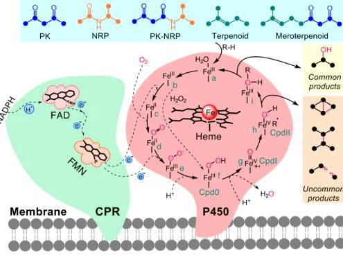 P450-495-372 P450-495-372