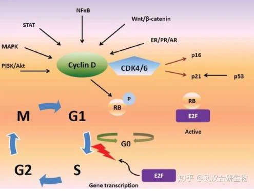 G1-495-372 G1-495-372