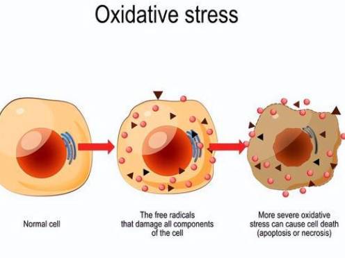antioxidant capacity antioxidant capacity