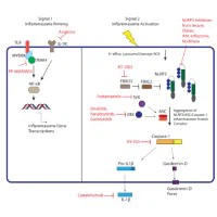 antiinflammatory antiinflammatory