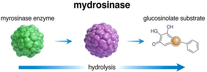 conversion process conversion process